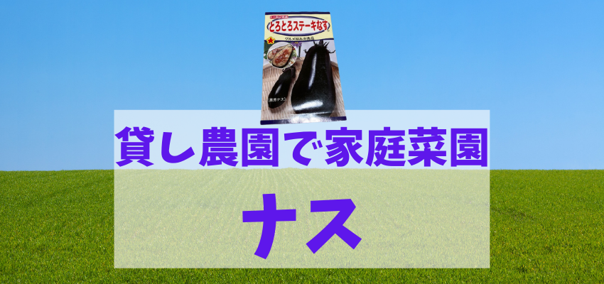 初心者が畑で種からナスを育てた記録 小平市貸農園