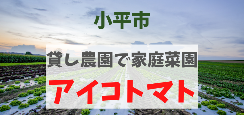 初心者が初めて畑でミニトマトを育ててみた記録 耕しから撤収まで 小平市貸農園